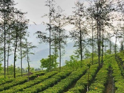 高效节能养鸡清粪设备助力云南绿色生态农业升级